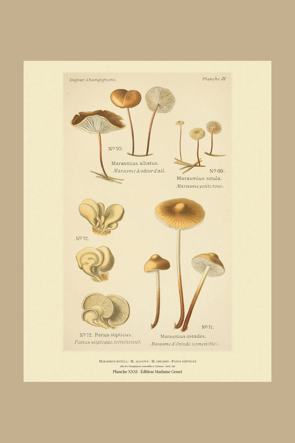 Planche XXXI from Léon Dufour's 1891 Atlas des Champignons — Marasmius rotula