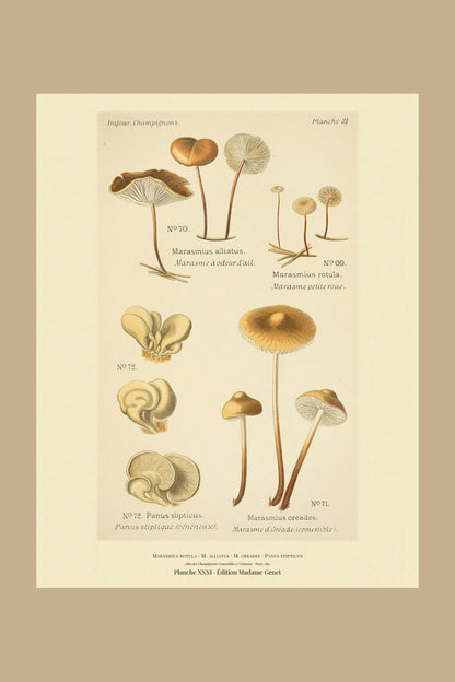 Planche XXXI from Léon Dufour's 1891 Atlas des Champignons — Marasmius rotula
