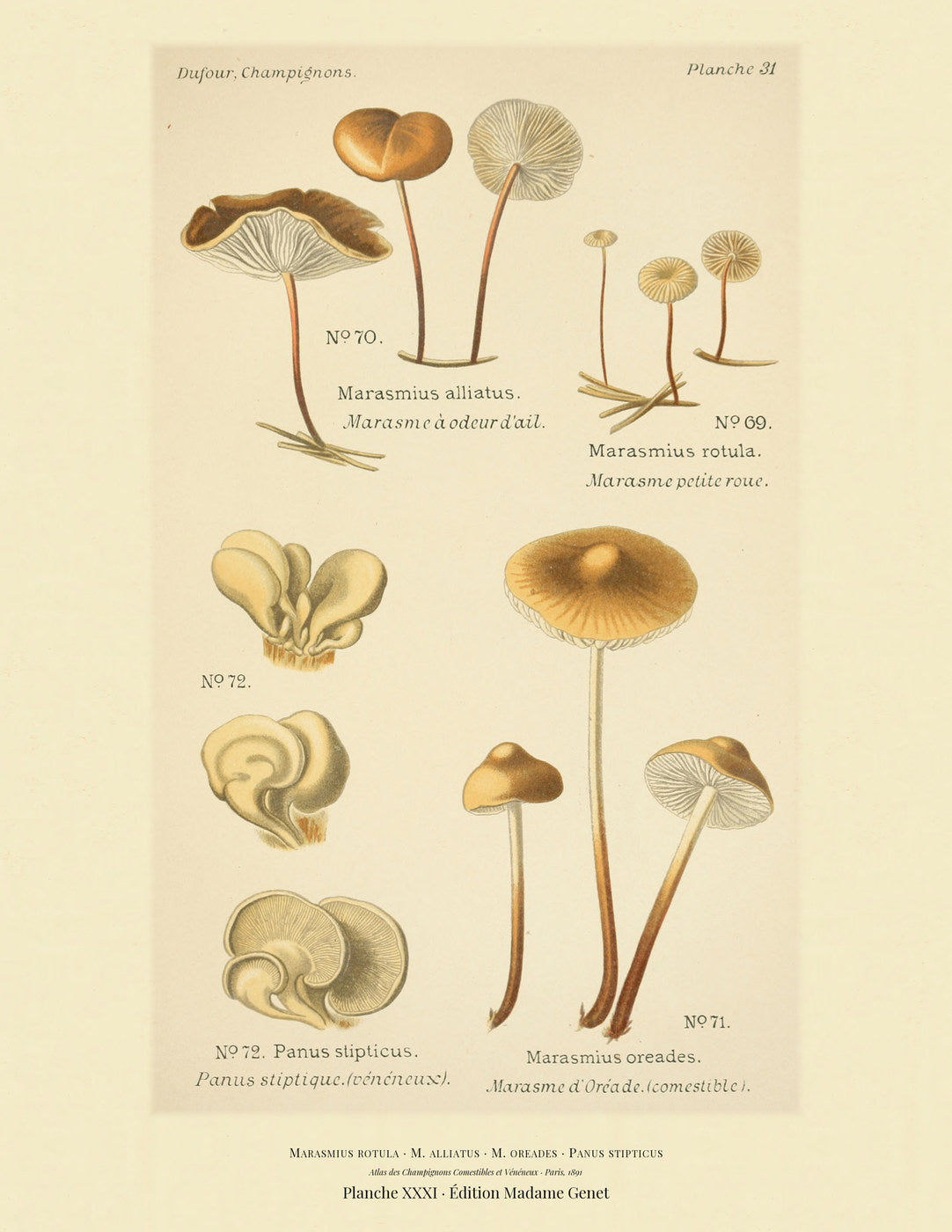 Planche XXXI from Léon Dufour's 1891 Atlas des Champignons — Marasmius rotula