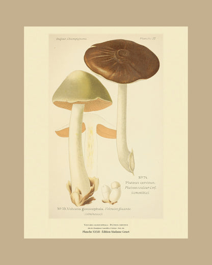 Framed view of planche XXXII from Léon Dufour's 1891 Atlas des Champignons — Volvaria gloiocephala