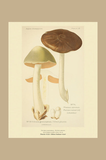 Planche XXXII from Léon Dufour's 1891 Atlas des Champignons — Volvaria gloiocephala