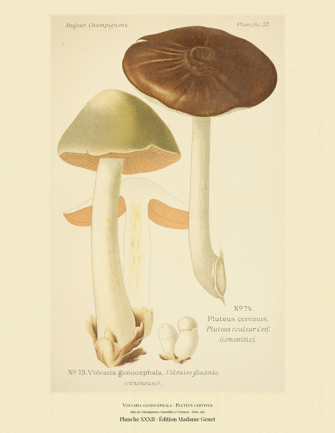 Planche XXXII from Léon Dufour's 1891 Atlas des Champignons — Volvaria gloiocephala