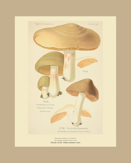 Framed view of planche XXXIII from Léon Dufour's 1891 Atlas des Champignons — Entoloma lividum