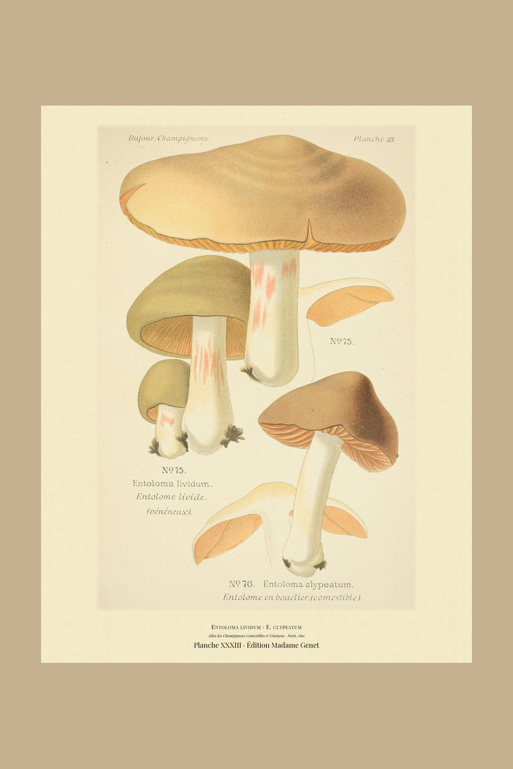 Planche XXXIII from Léon Dufour's 1891 Atlas des Champignons — Entoloma lividum