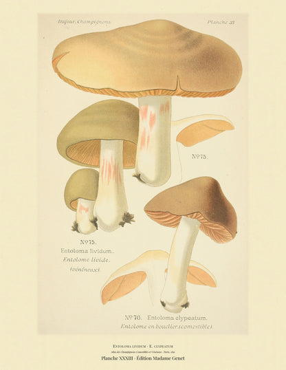 Planche XXXIII from Léon Dufour's 1891 Atlas des Champignons — Entoloma lividum