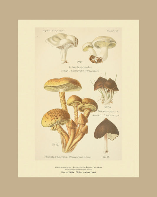 Framed view of planche XXXIV from Léon Dufour's 1891 Atlas des Champignons — Clitopilus prunulus