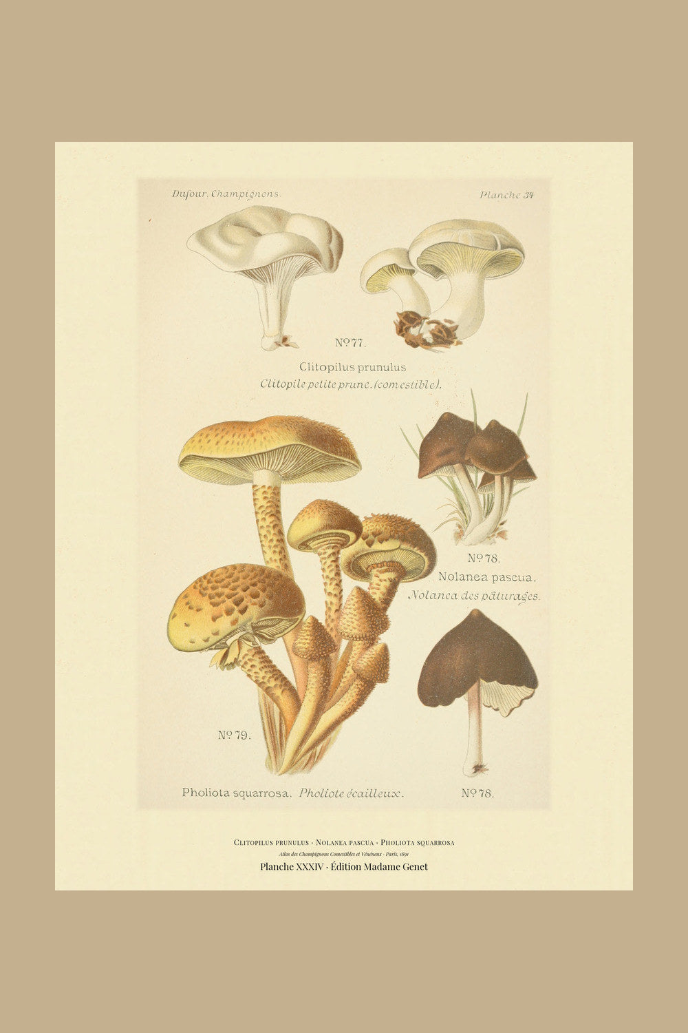 Planche XXXIV from Léon Dufour's 1891 Atlas des Champignons — Clitopilus prunulus