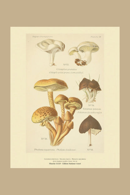 Planche XXXIV from Léon Dufour's 1891 Atlas des Champignons — Clitopilus prunulus