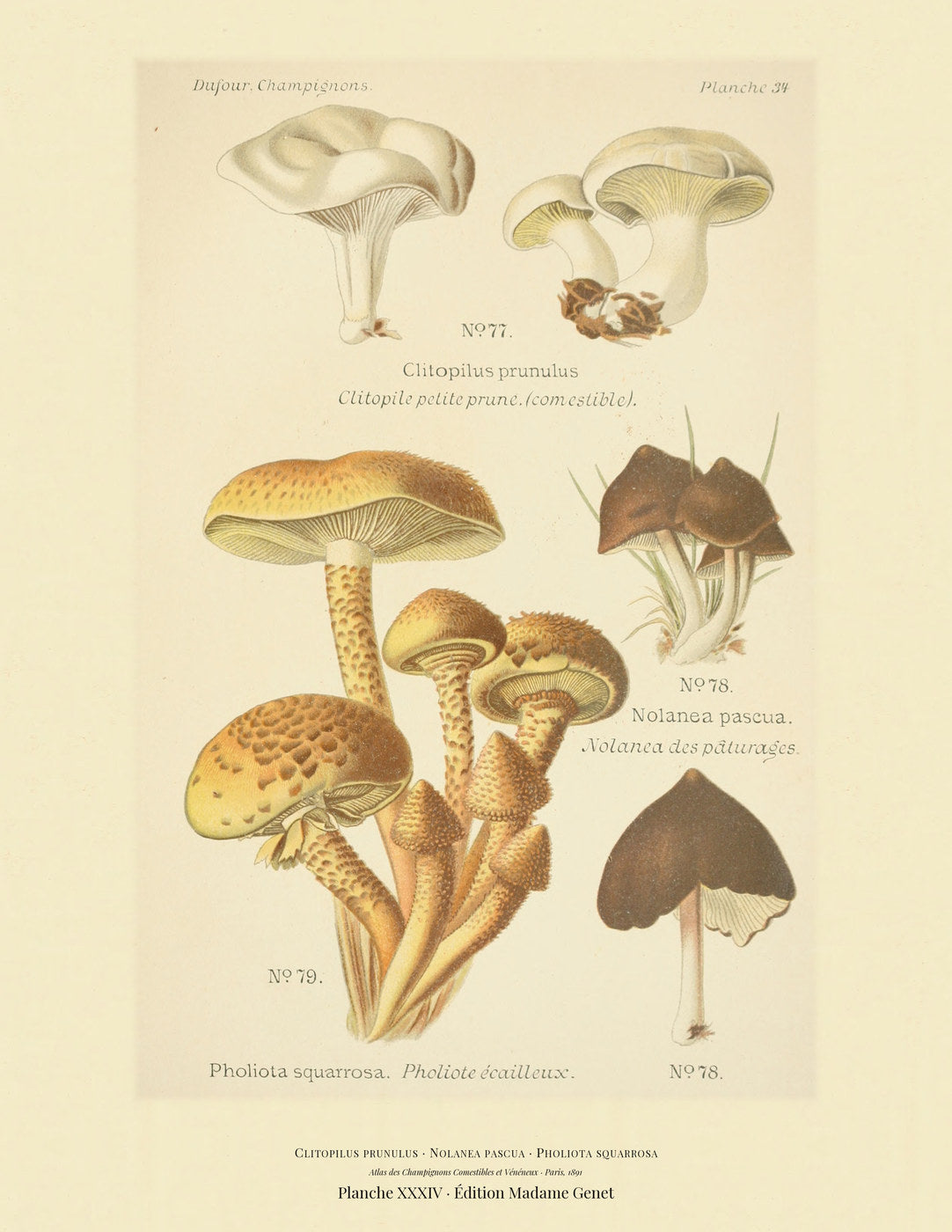 Planche XXXIV from Léon Dufour's 1891 Atlas des Champignons — Clitopilus prunulus