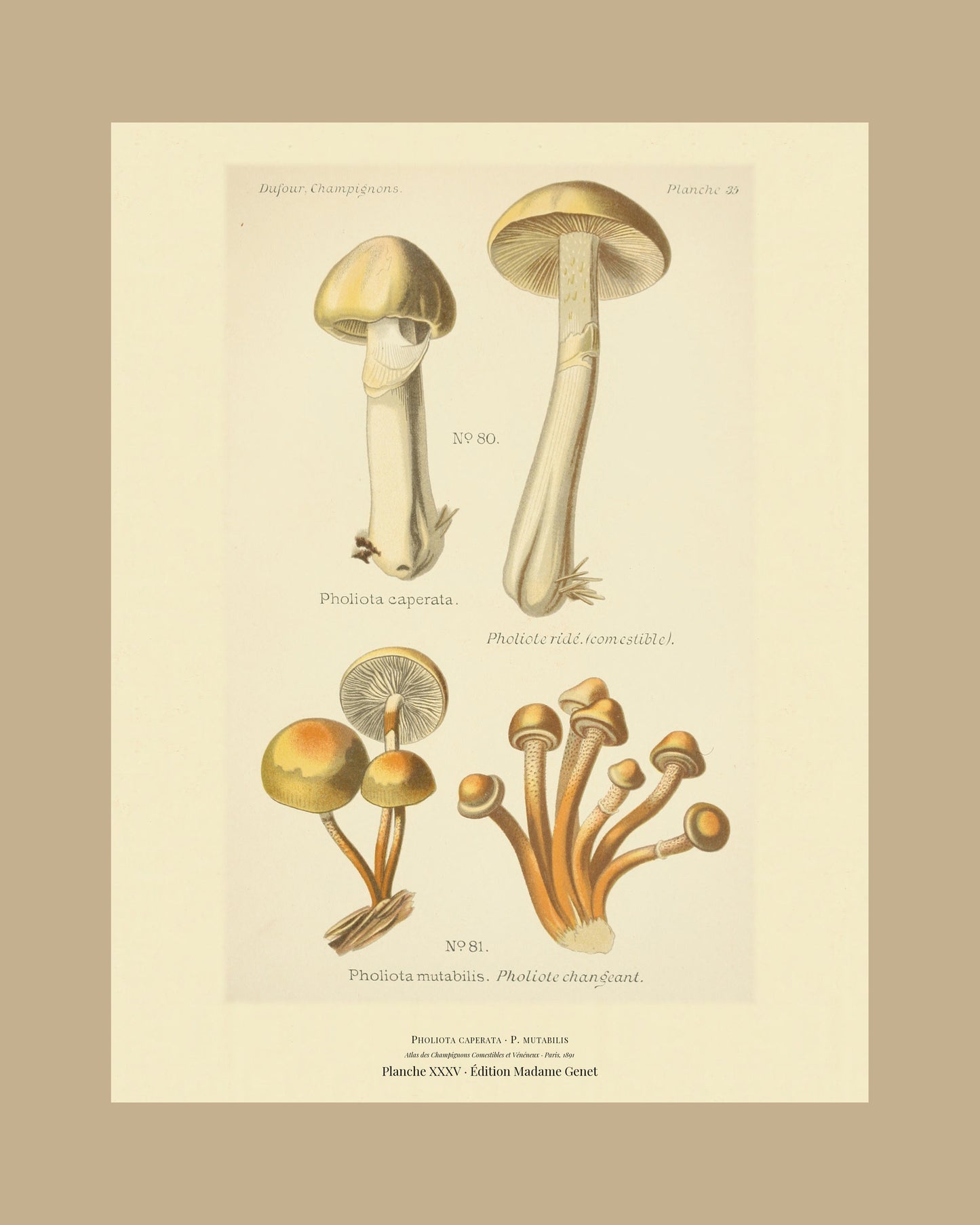 Framed view of planche XXXV from Léon Dufour's 1891 Atlas des Champignons — Pholiota caperata