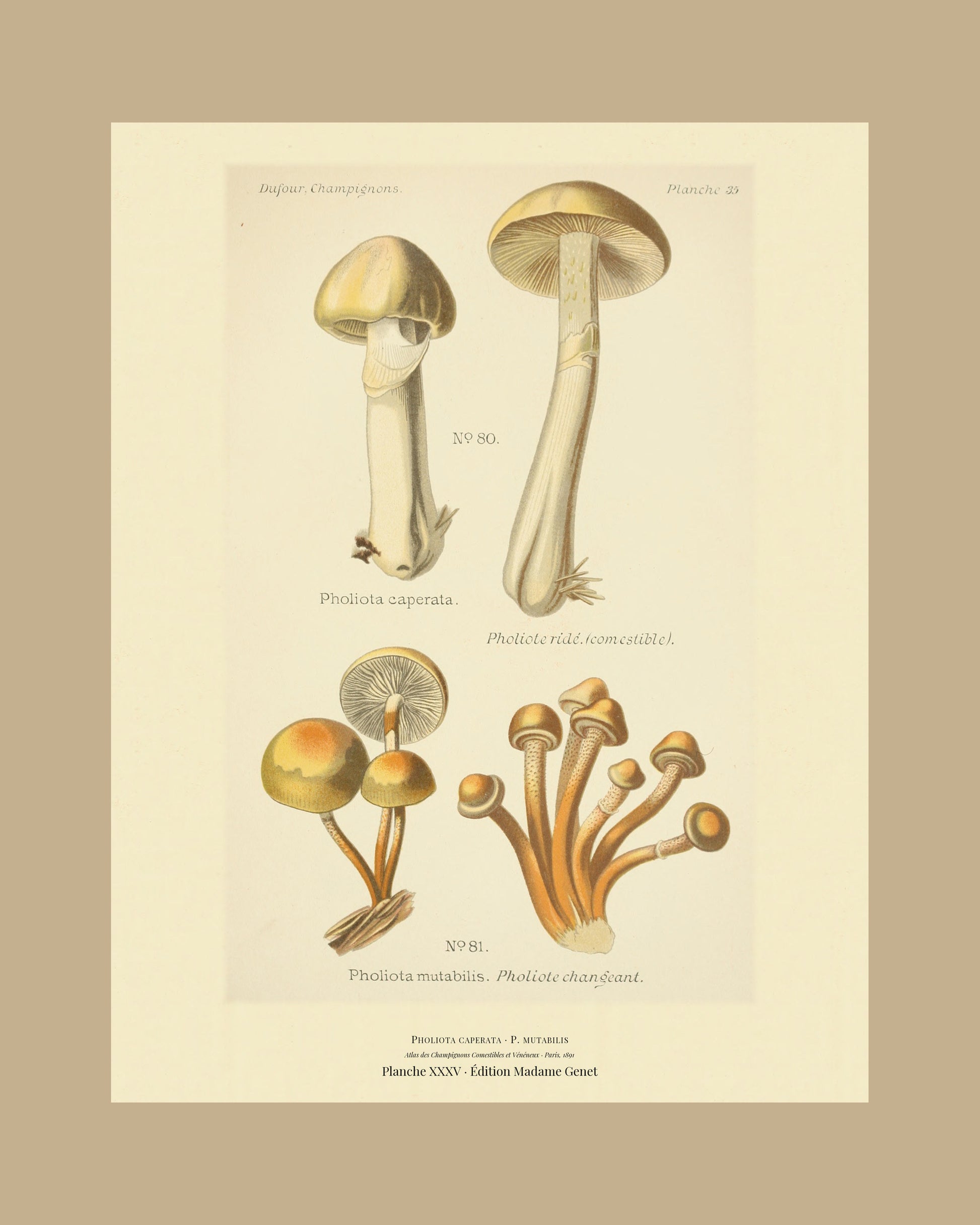 Framed view of planche XXXV from Léon Dufour's 1891 Atlas des Champignons — Pholiota caperata