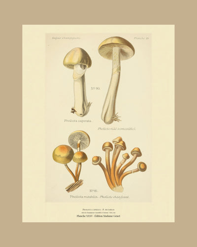 Planche XXXV from Léon Dufour's Atlas des Champignons Comestibles et Vénéneux, Paris 1891, the sheet on a tan mount — The Gypsy Mushroom · Pholiota caperata · Pholiote ridé · marked edible, 1891; Pholiota mutabilis · Pholiote changeant