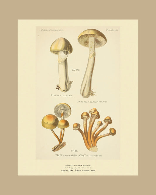 Framed view of planche XXXV from Léon Dufour's 1891 Atlas des Champignons — Pholiota caperata