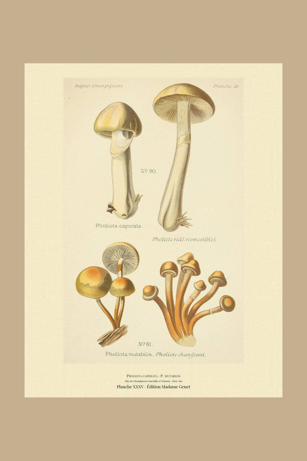 Planche XXXV from Léon Dufour's 1891 Atlas des Champignons — Pholiota caperata