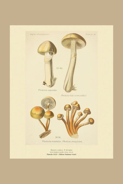 Planche XXXV from Léon Dufour's 1891 Atlas des Champignons — Pholiota caperata