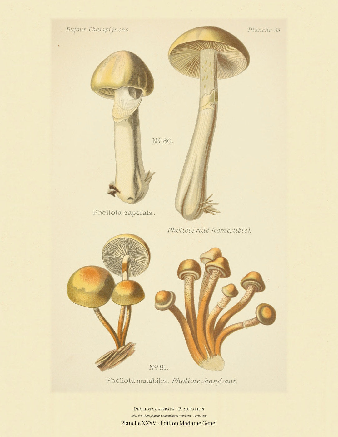 Planche XXXV from Léon Dufour's 1891 Atlas des Champignons — Pholiota caperata