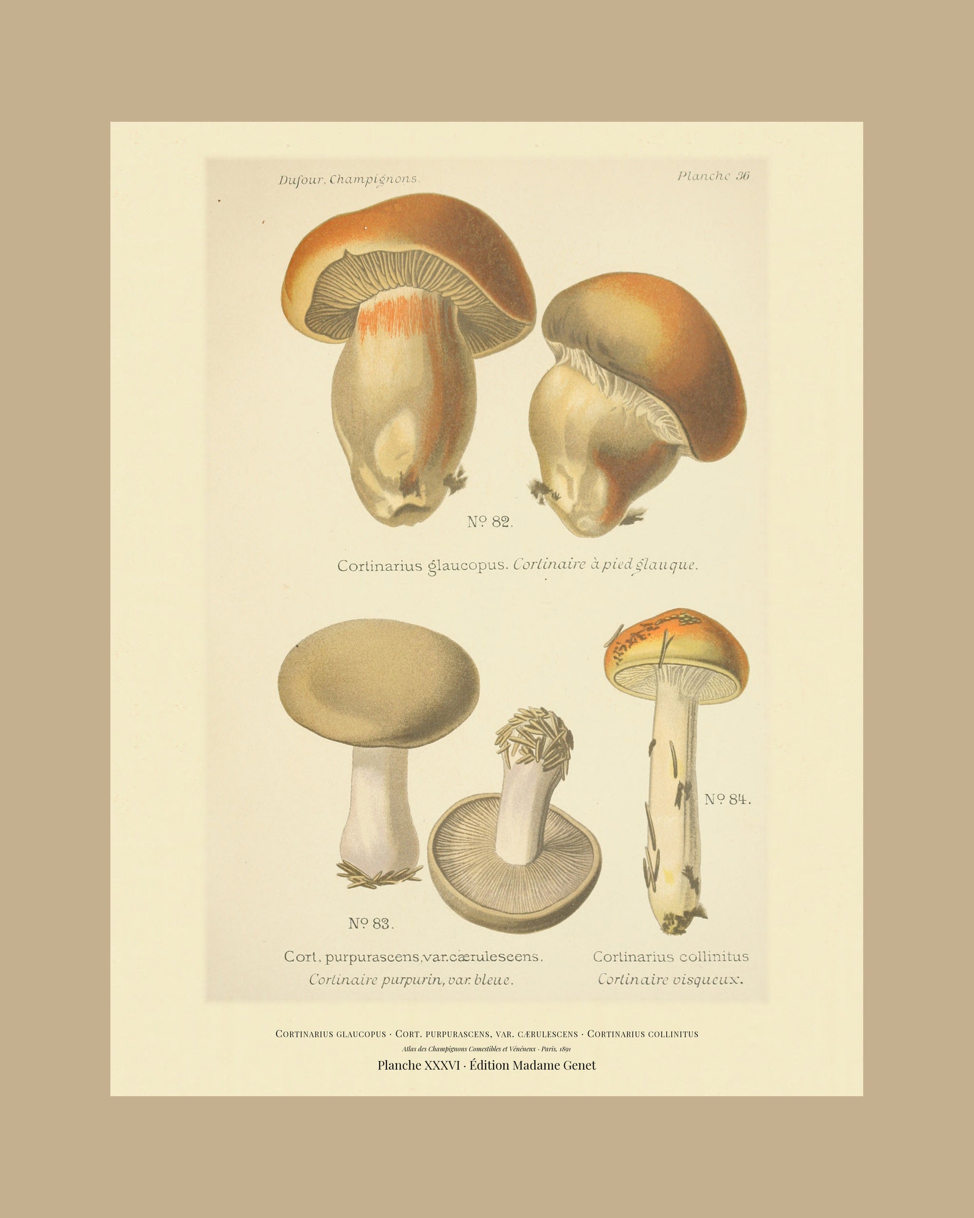 Framed view of planche XXXVI from Léon Dufour's 1891 Atlas des Champignons — Cortinarius glaucopus
