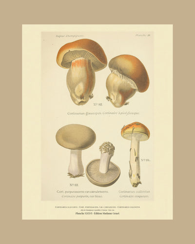 Planche XXXVI on a tan mount, Dufour 1891 — Cortinarius glaucopus · Cortinaire à pied glauque; Cortinarius purpurascens, var. cærulescens; Cortinarius collinitus