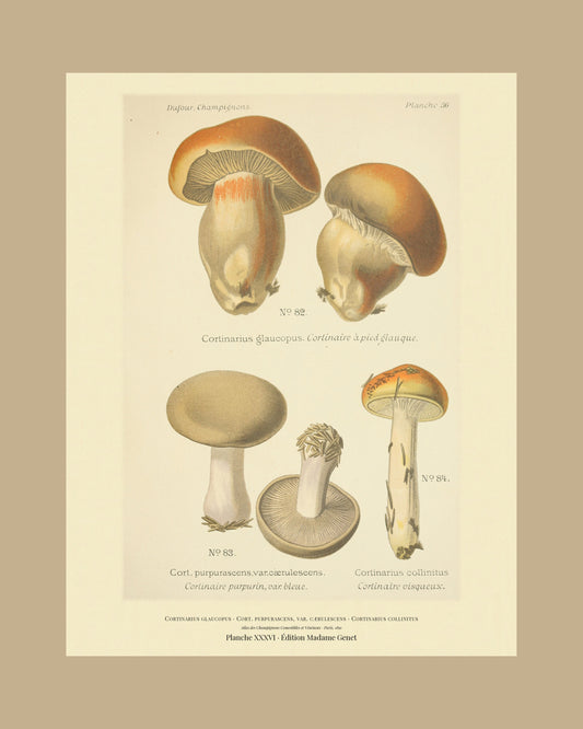Framed view of planche XXXVI from Léon Dufour's 1891 Atlas des Champignons — Cortinarius glaucopus