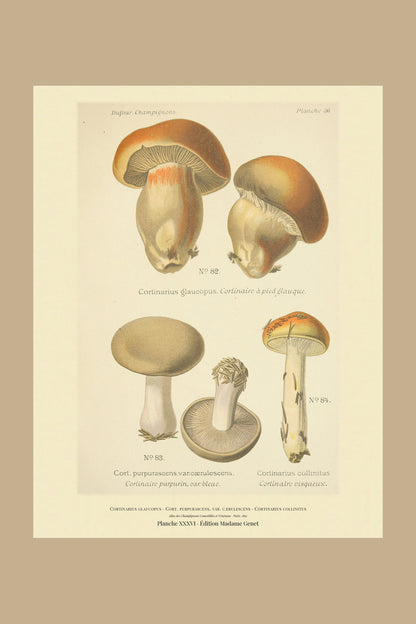 Planche XXXVI from Léon Dufour's 1891 Atlas des Champignons — Cortinarius glaucopus