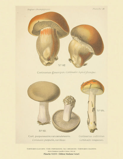 Planche XXXVI from Léon Dufour's 1891 Atlas des Champignons — Cortinarius glaucopus
