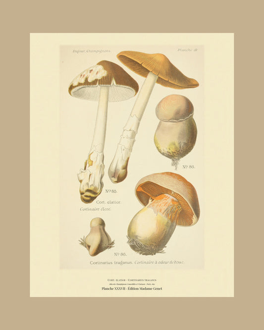 Framed view of planche XXXVII from Léon Dufour's 1891 Atlas des Champignons — Cort. elatior