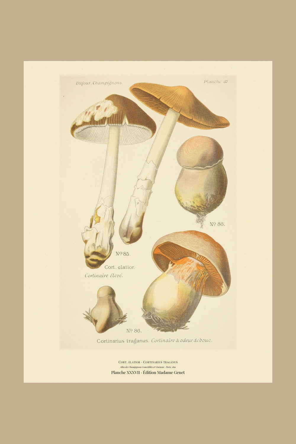 Planche XXXVII from Léon Dufour's 1891 Atlas des Champignons — Cort. elatior