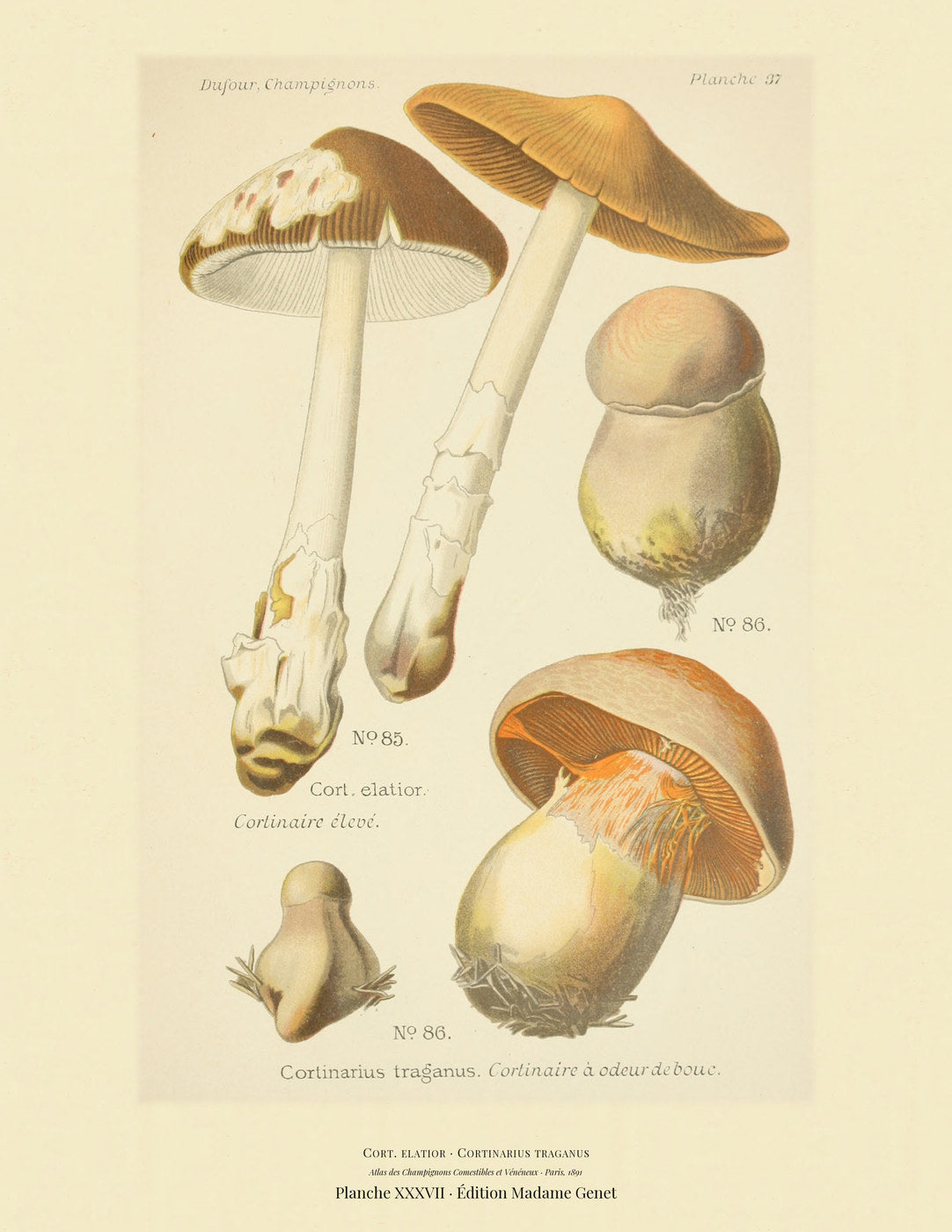 Planche XXXVII from Léon Dufour's 1891 Atlas des Champignons — Cort. elatior