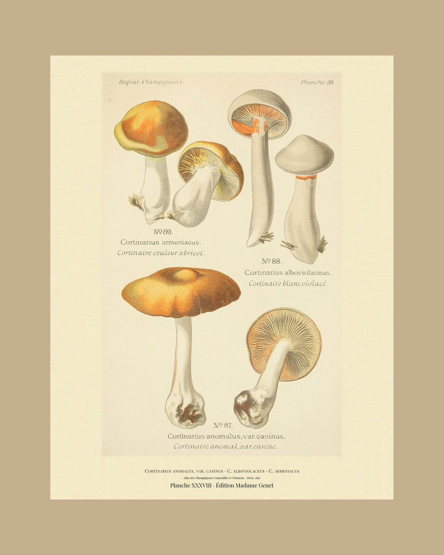 Framed view of planche XXXVIII from Léon Dufour's 1891 Atlas des Champignons — Cortinarius anomalus, var. caninus