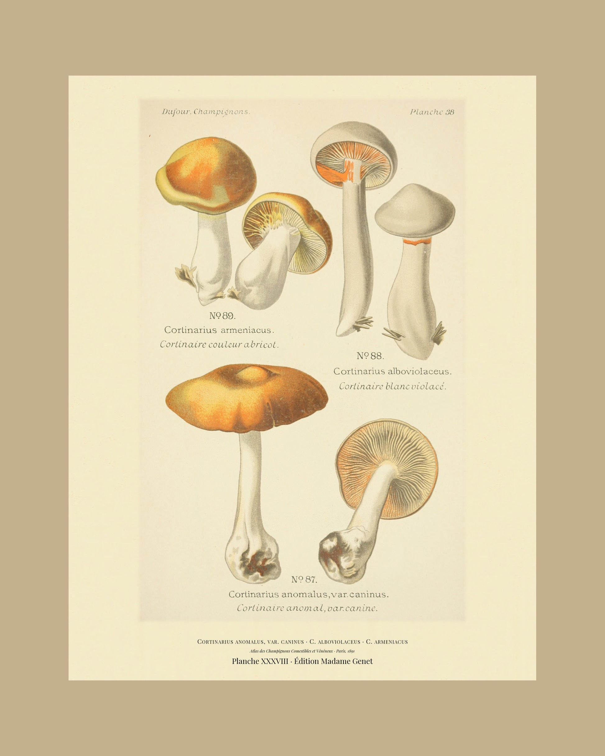Framed view of planche XXXVIII from Léon Dufour's 1891 Atlas des Champignons — Cortinarius anomalus, var. caninus