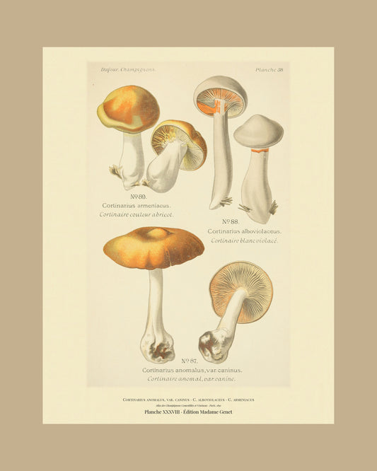 Framed view of planche XXXVIII from Léon Dufour's 1891 Atlas des Champignons — Cortinarius anomalus, var. caninus
