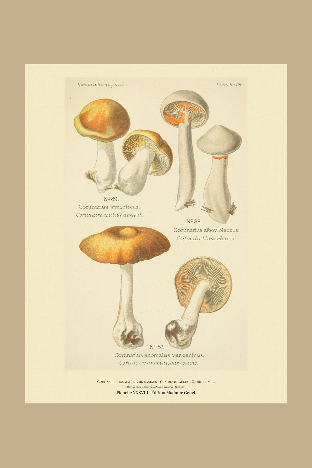 Planche XXXVIII from Léon Dufour's 1891 Atlas des Champignons — Cortinarius anomalus, var. caninus
