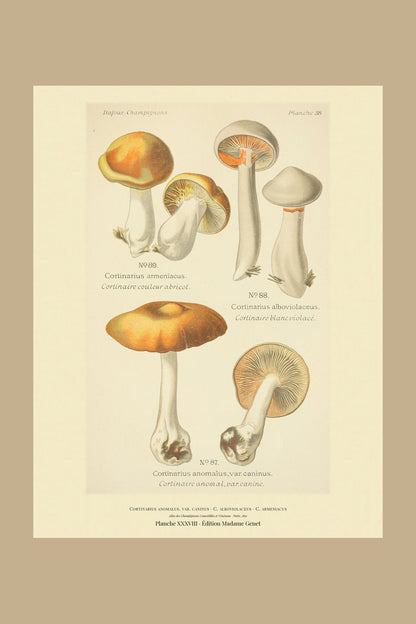 Planche XXXVIII from Léon Dufour's 1891 Atlas des Champignons — Cortinarius anomalus, var. caninus