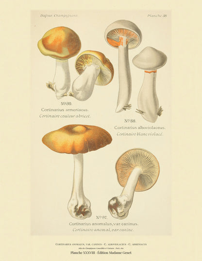 Planche XXXVIII from Léon Dufour's 1891 Atlas des Champignons — Cortinarius anomalus, var. caninus