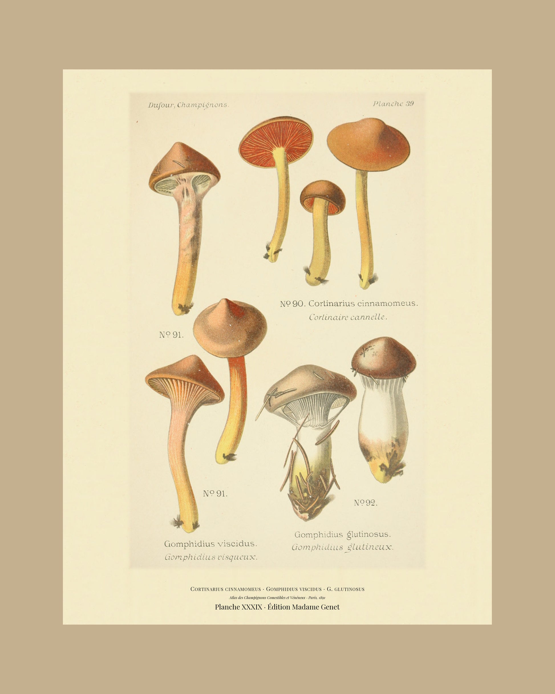 Framed view of planche XXXIX from Léon Dufour's 1891 Atlas des Champignons — Cortinarius cinnamomeus