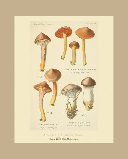 Framed view of planche XXXIX from Léon Dufour's 1891 Atlas des Champignons — Cortinarius cinnamomeus