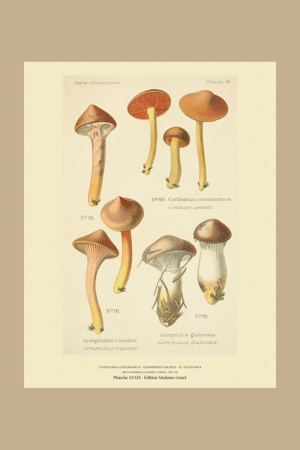 Planche XXXIX from Léon Dufour's 1891 Atlas des Champignons — Cortinarius cinnamomeus