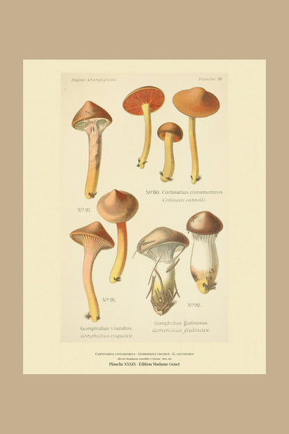 Planche XXXIX from Léon Dufour's 1891 Atlas des Champignons — Cortinarius cinnamomeus