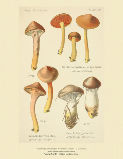 Planche XXXIX from Léon Dufour's 1891 Atlas des Champignons — Cortinarius cinnamomeus