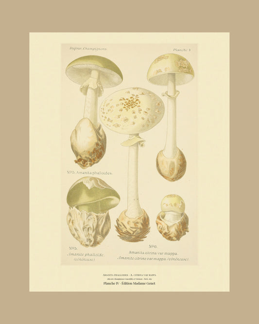 Framed view of planche IV from Léon Dufour's 1891 Atlas des Champignons — Amanita phalloides