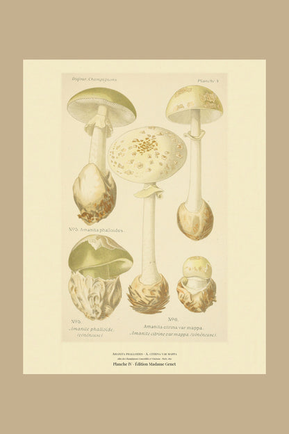 Planche IV from Léon Dufour's 1891 Atlas des Champignons — Amanita phalloides