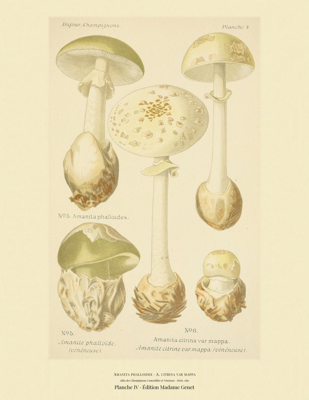 Planche IV from Léon Dufour's 1891 Atlas des Champignons — Amanita phalloides