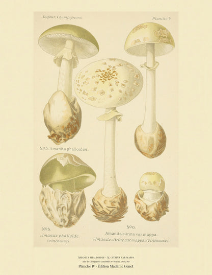 Planche IV from Léon Dufour's 1891 Atlas des Champignons — Amanita phalloides