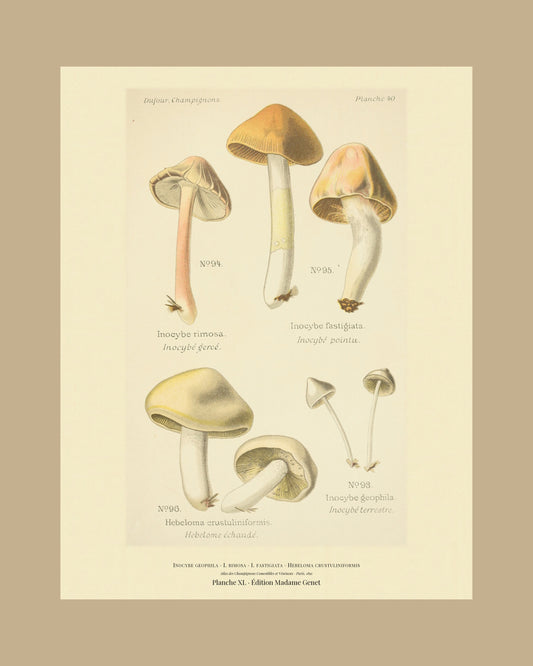 Framed view of planche XL from Léon Dufour's 1891 Atlas des Champignons — Inocybe geophila