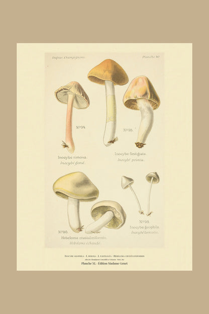 Planche XL from Léon Dufour's 1891 Atlas des Champignons — Inocybe geophila