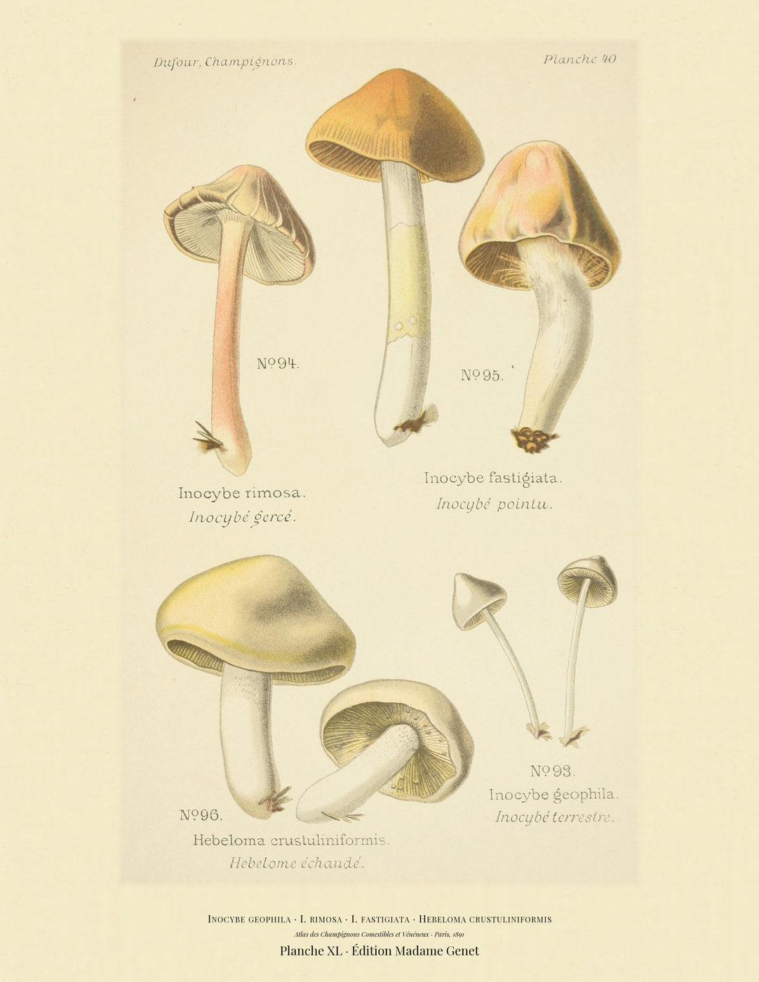 Planche XL from Léon Dufour's 1891 Atlas des Champignons — Inocybe geophila