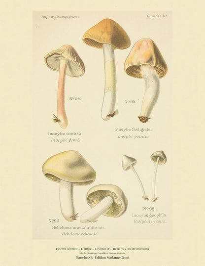 Planche XL from Léon Dufour's 1891 Atlas des Champignons — Inocybe geophila