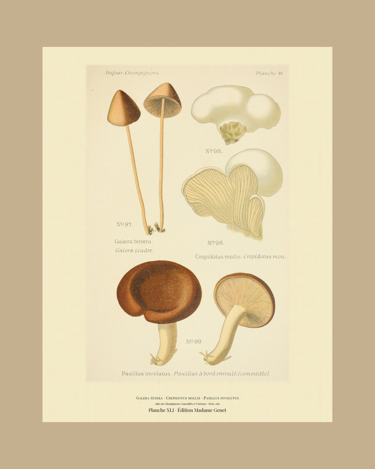 Framed view of planche XLI from Léon Dufour's 1891 Atlas des Champignons — Galera tenera