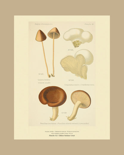 Framed view of planche XLI from Léon Dufour's 1891 Atlas des Champignons — Galera tenera