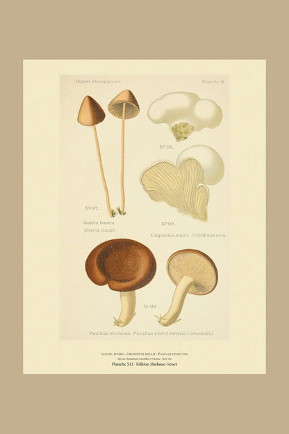 Planche XLI from Léon Dufour's 1891 Atlas des Champignons — Galera tenera